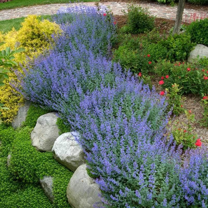 Catmint (Nepeta Walker's Low)