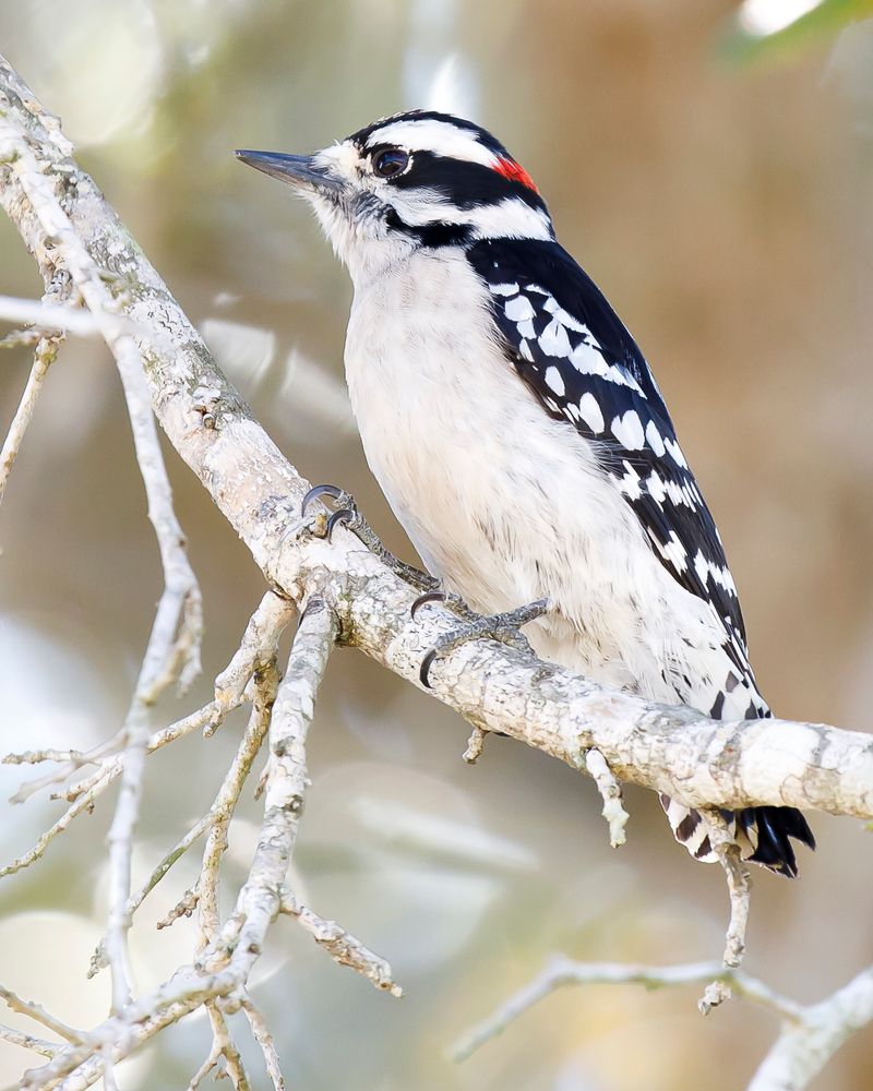 Downy Woodpecker