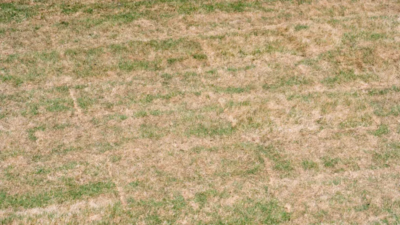 Summer Dormancy