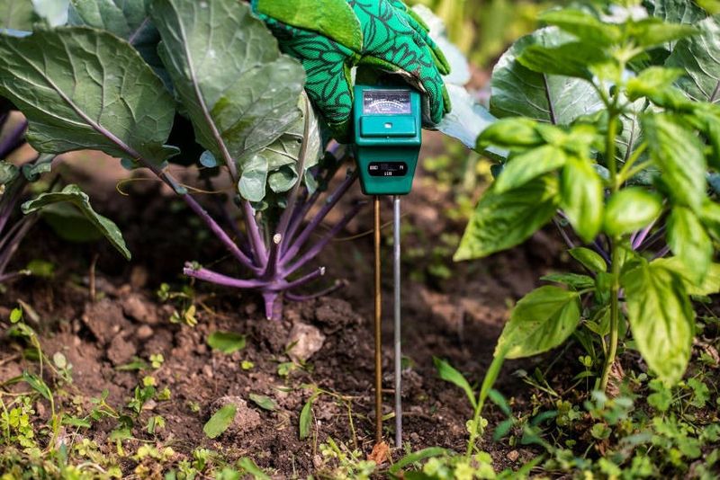 Check the root zone before watering