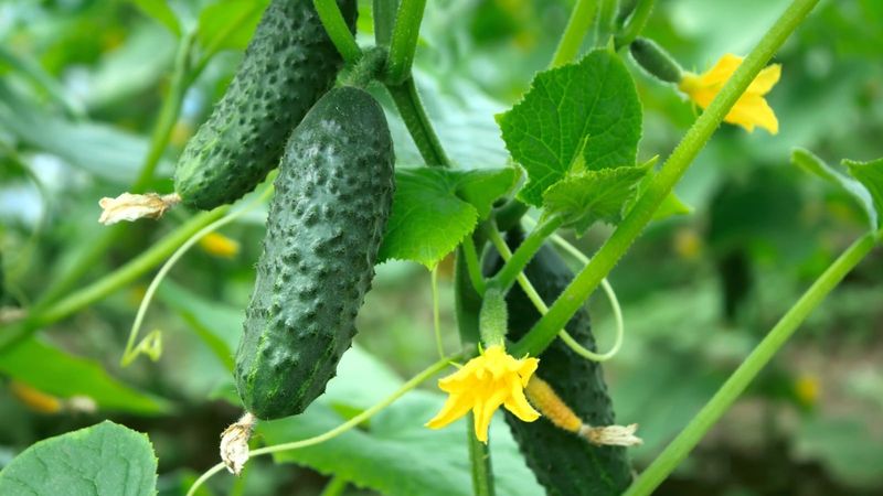 Check genetics, heat, and plant health too
