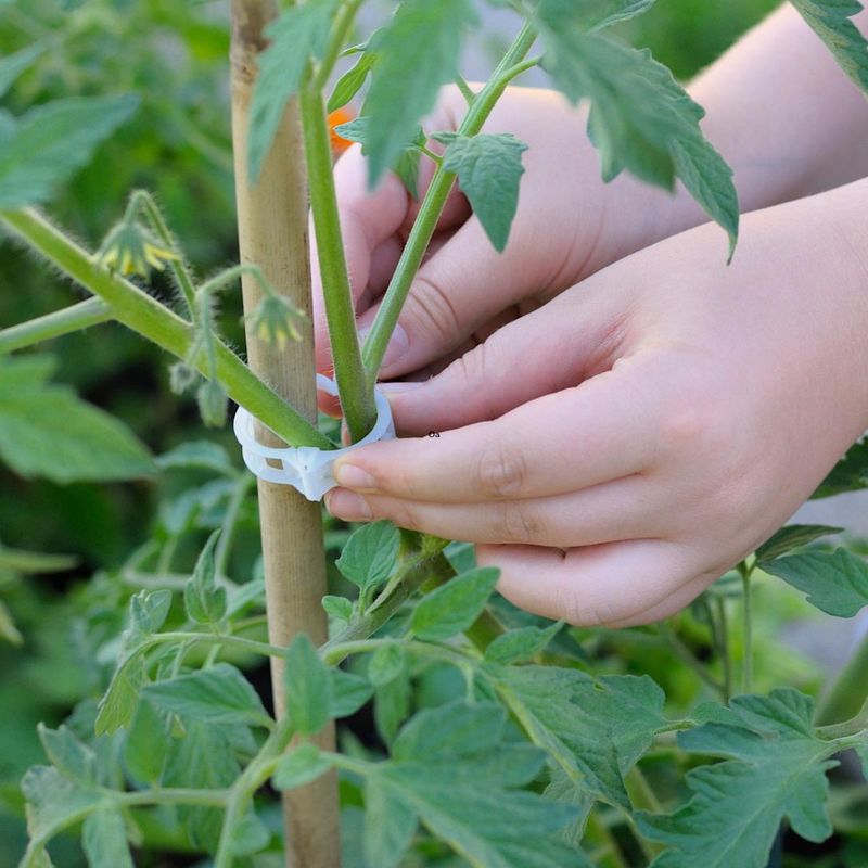Reusing Disease-Contaminated Cages And Stakes