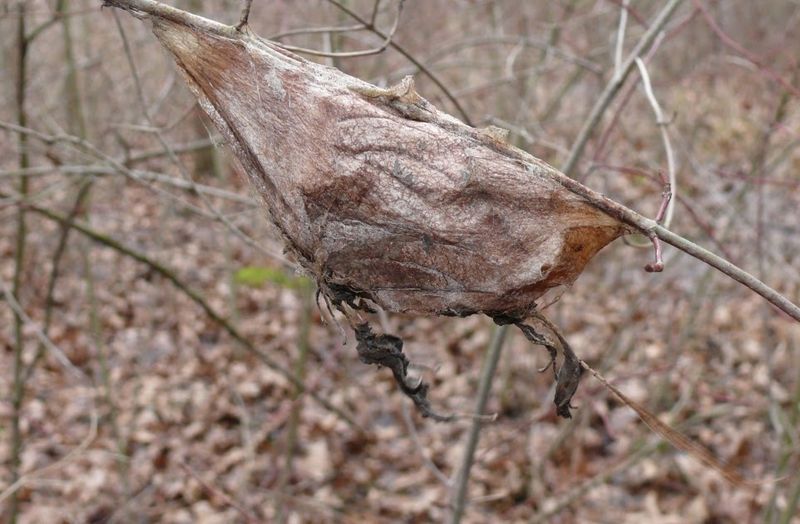Leave a confirmed cocoon and its twig undisturbed