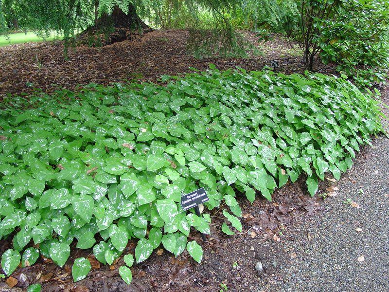 Epimedium (Barrenwort)