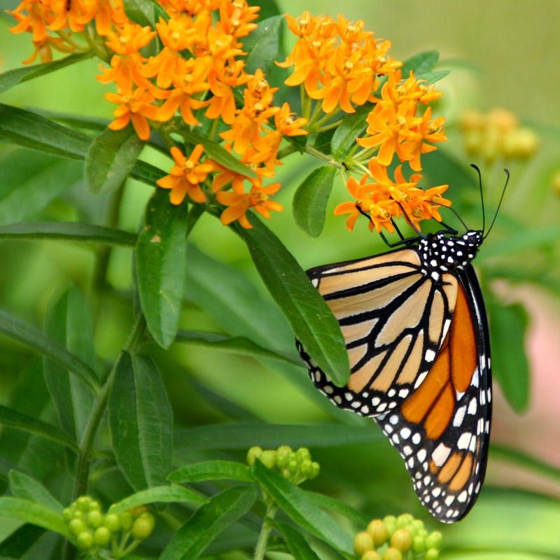 Butterfly Weed / Milkweed (Asclepias tuberosa)