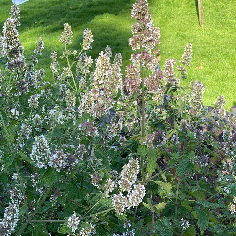 True catnip grows best in sun and can spread
