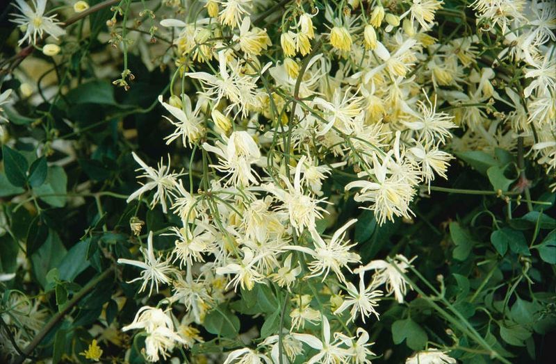 Fragrant Virgin's Bower (Clematis flammula)