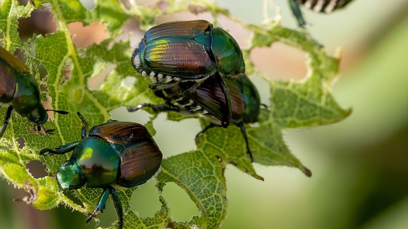 First, make sure the swarm is Japanese beetles