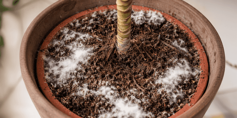 Mold Or White Fuzz On The Soil Surface (Overwatering)