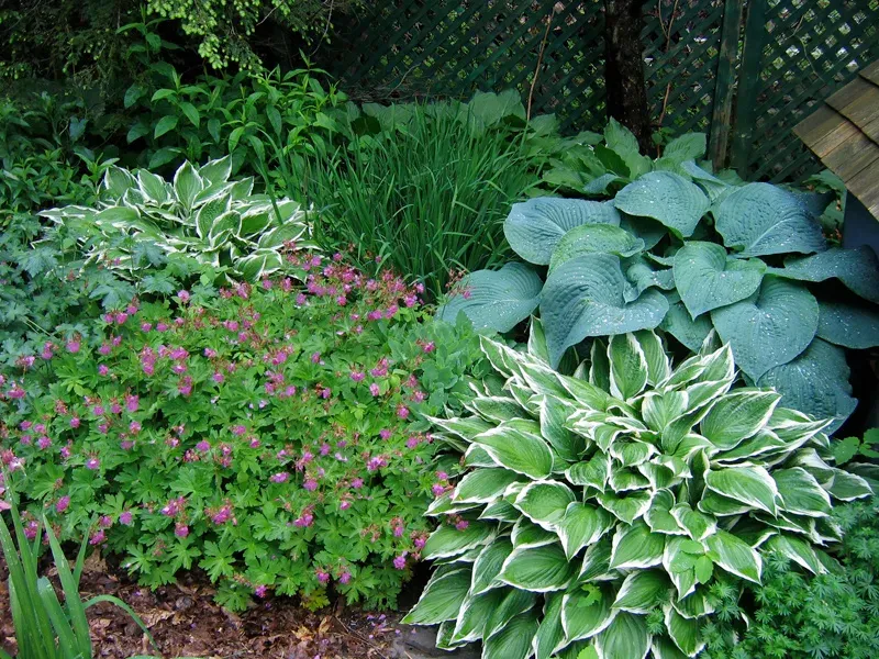 Perennial Geranium
