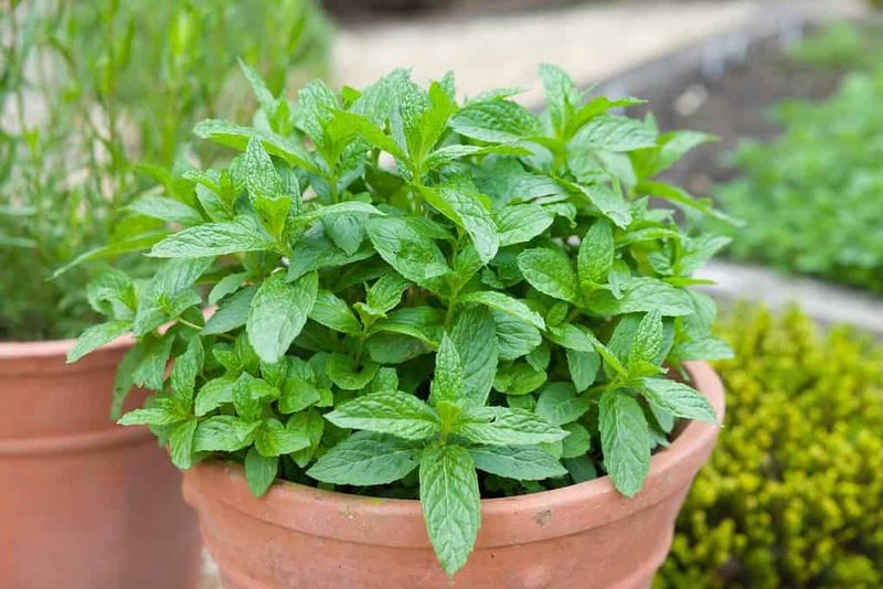 Spearmint