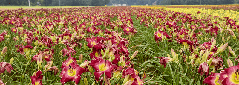 Daylily