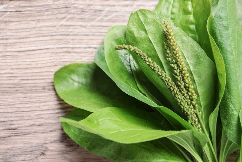 What does its medicinal reputation actually establish?