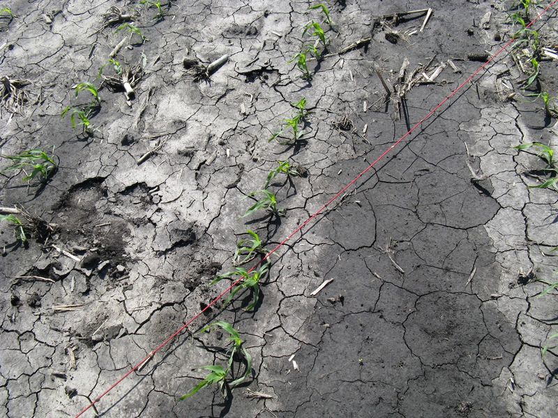 A crusted surface does not automatically mean the bed needs new soil