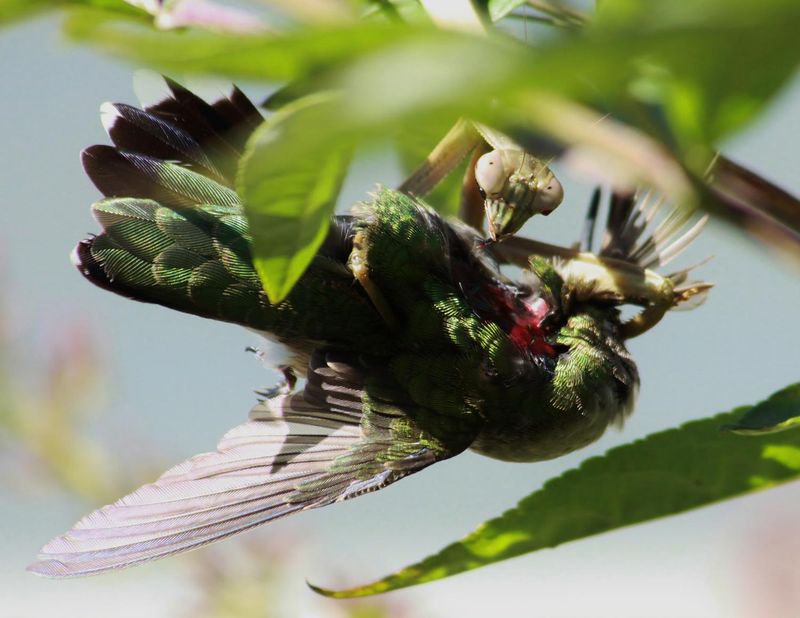 Praying Mantises