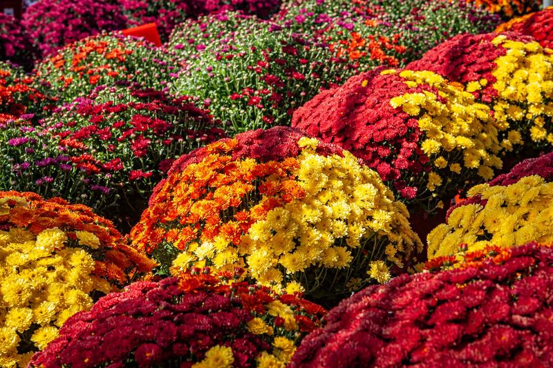 Mums (Chrysanthemums)