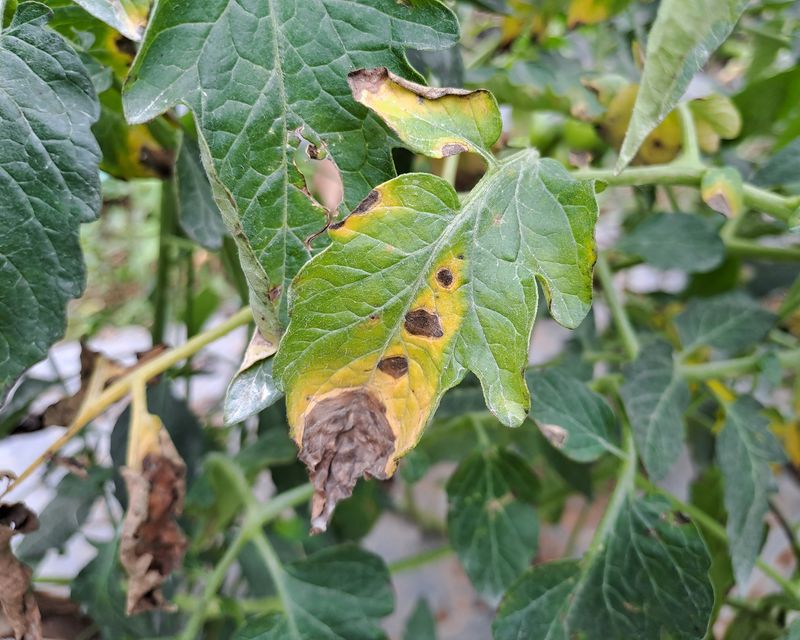 Early Blight Fungus