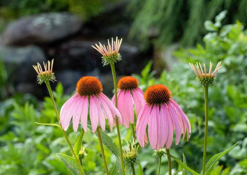 Purple Coneflower (Echinacea purpurea)