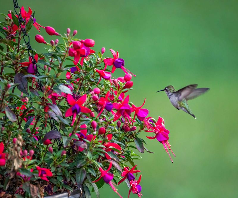 Fuchsia