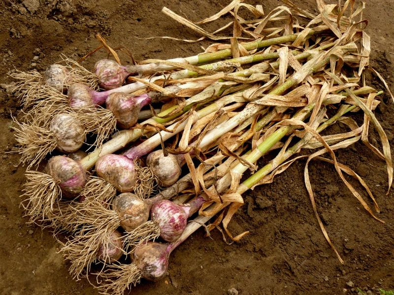 North Carolina Garlic Has a Window, Not One Deadline