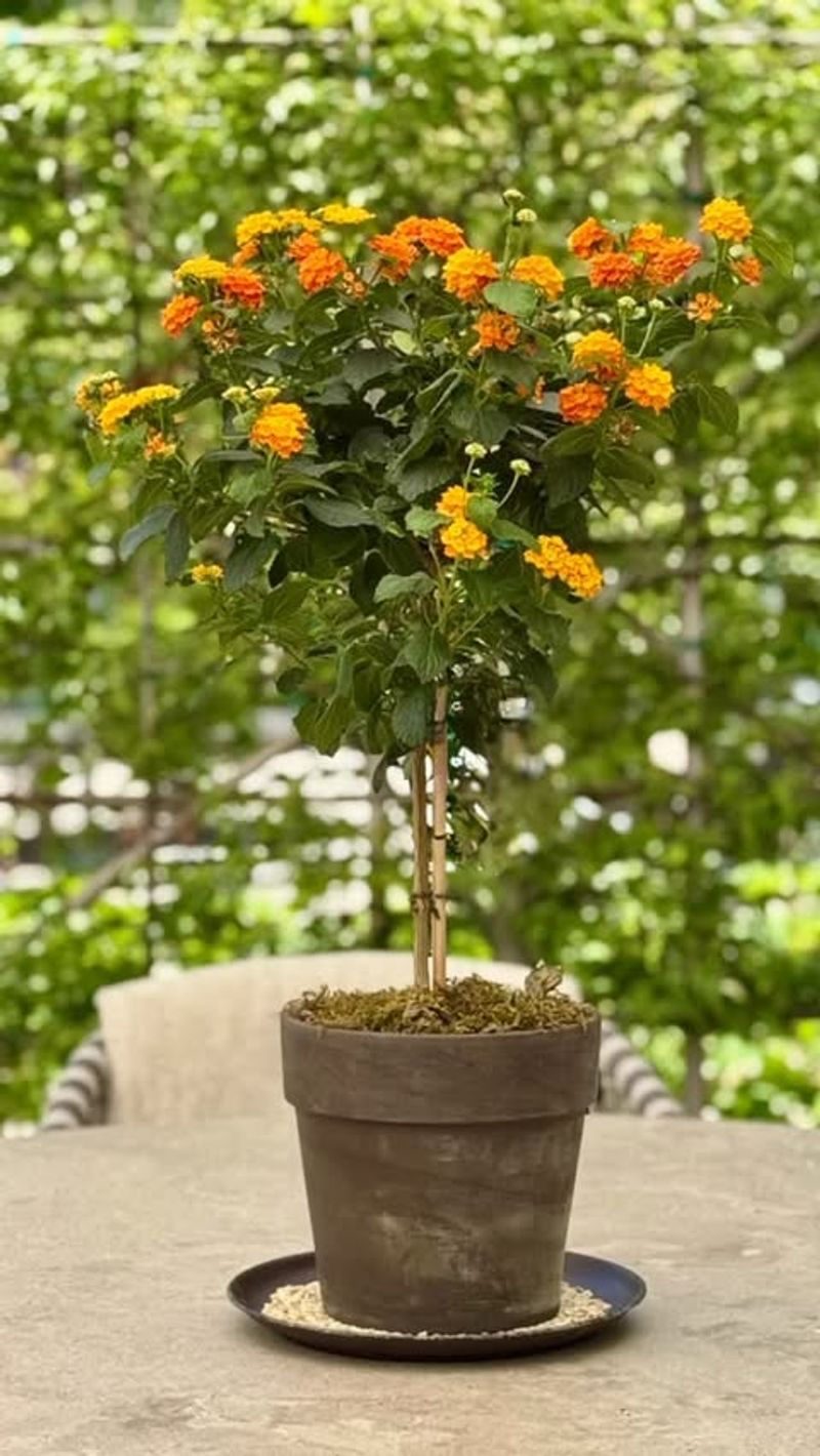 A light trim may encourage fresh flowering growth