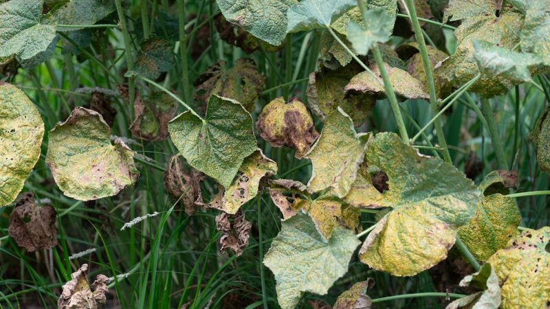 Why infected debris matters after the season ends