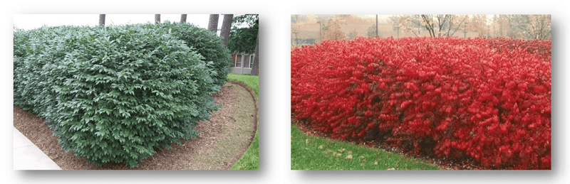 Shearing the whole shrub into a neat round shape