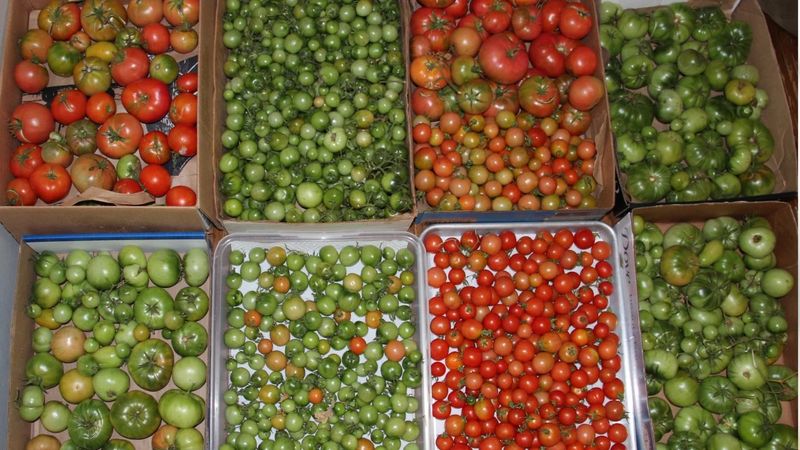 Stagger Ripening With Cooler Storage