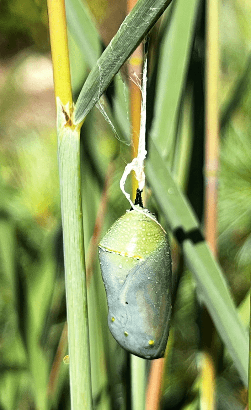 Protect eggs, caterpillars, and pupae through ordinary maintenance