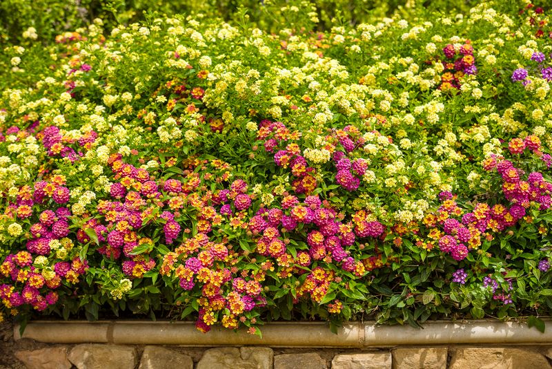 Give lantana the sun and moisture that support flowering