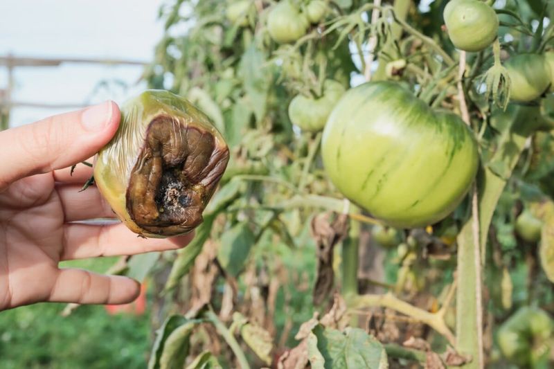 Keep Moisture Levels Consistent