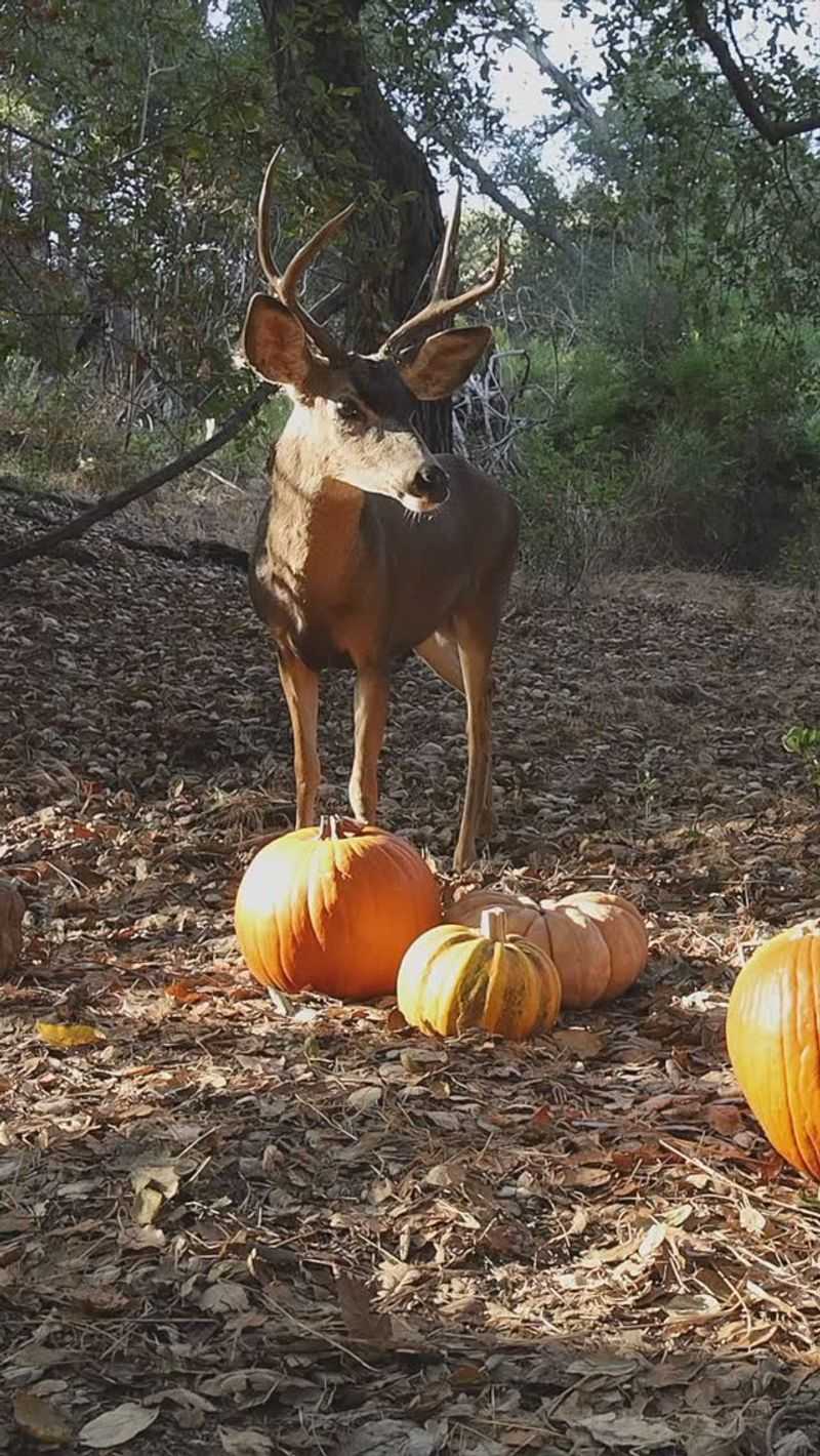 Pumpkins, Corn, and Acorns