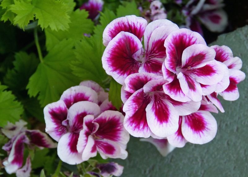 First, Make Sure Your “Geranium” Is a Pelargonium