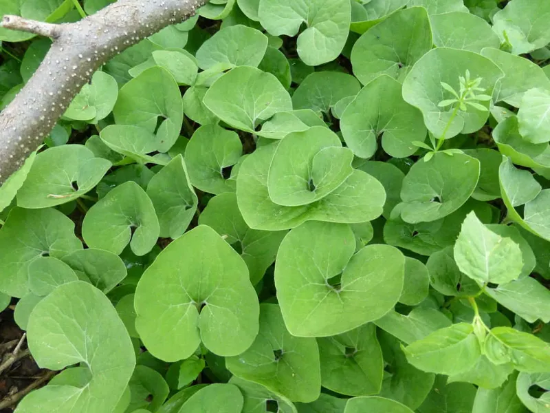 Wild Ginger (Asarum canadense)