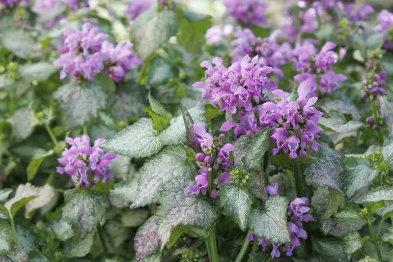 Spotted Deadnettle (Lamium maculatum)