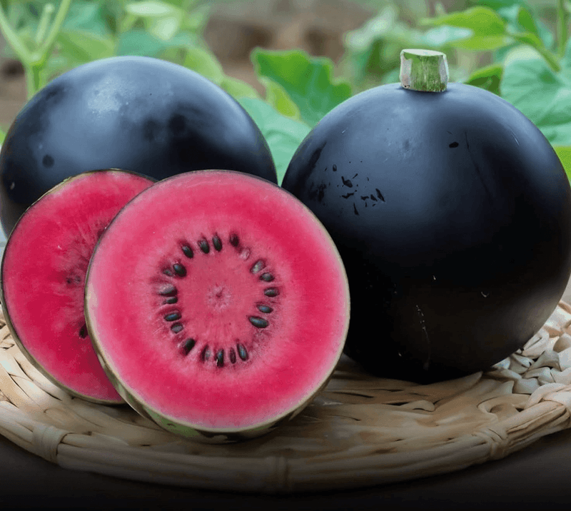 Densuke Watermelon