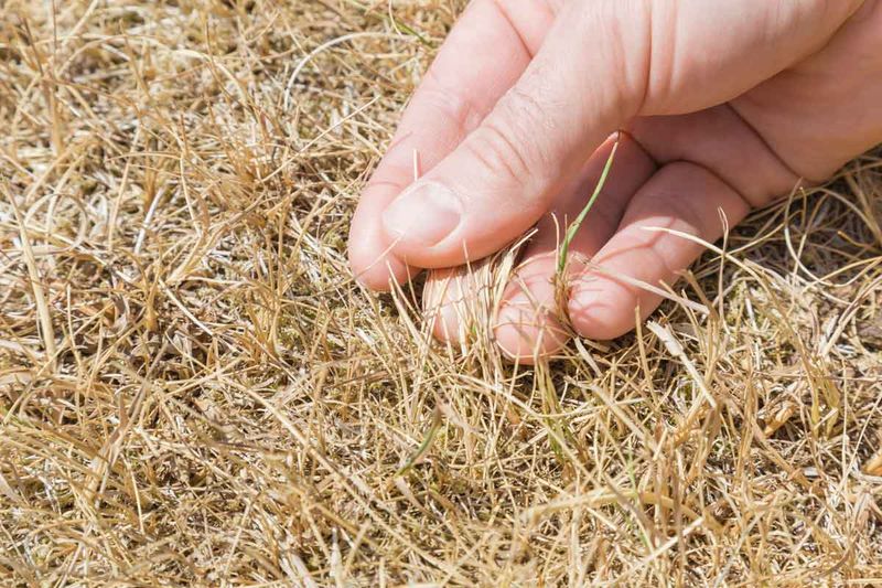 Determine if Grass is Dormant or Dead