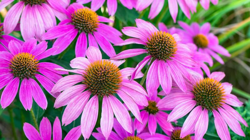 Coneflower