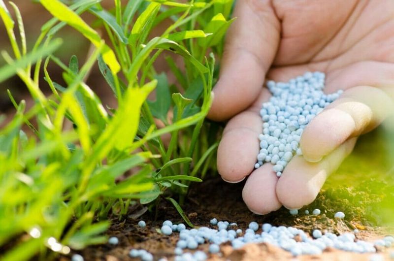Provide a Spring Boost with 5-10-10 Fertilizer and Compost