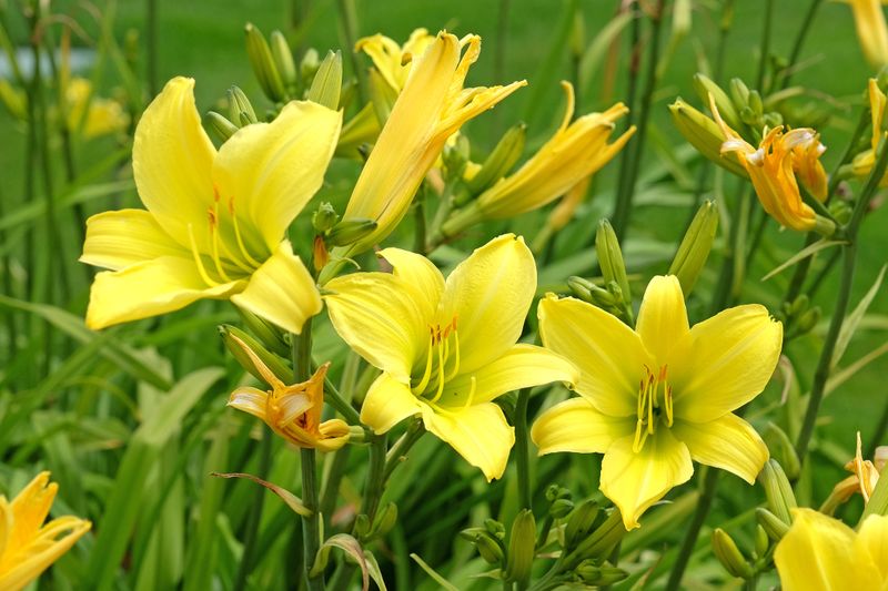 Daylily