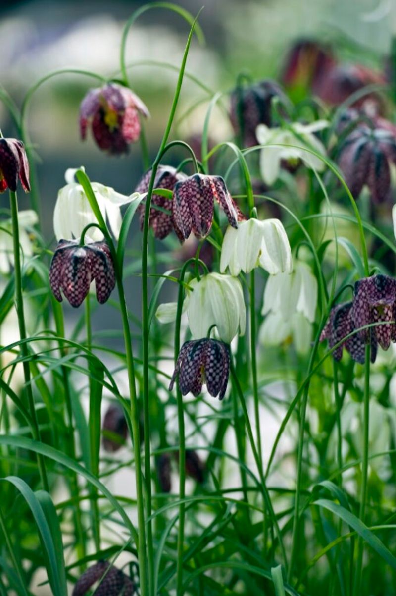 Fritillaria Meleagris