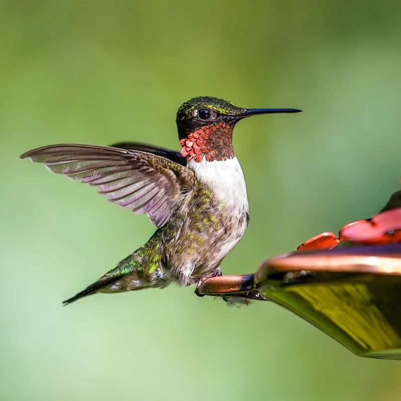 Ruby-throated Hummingbird