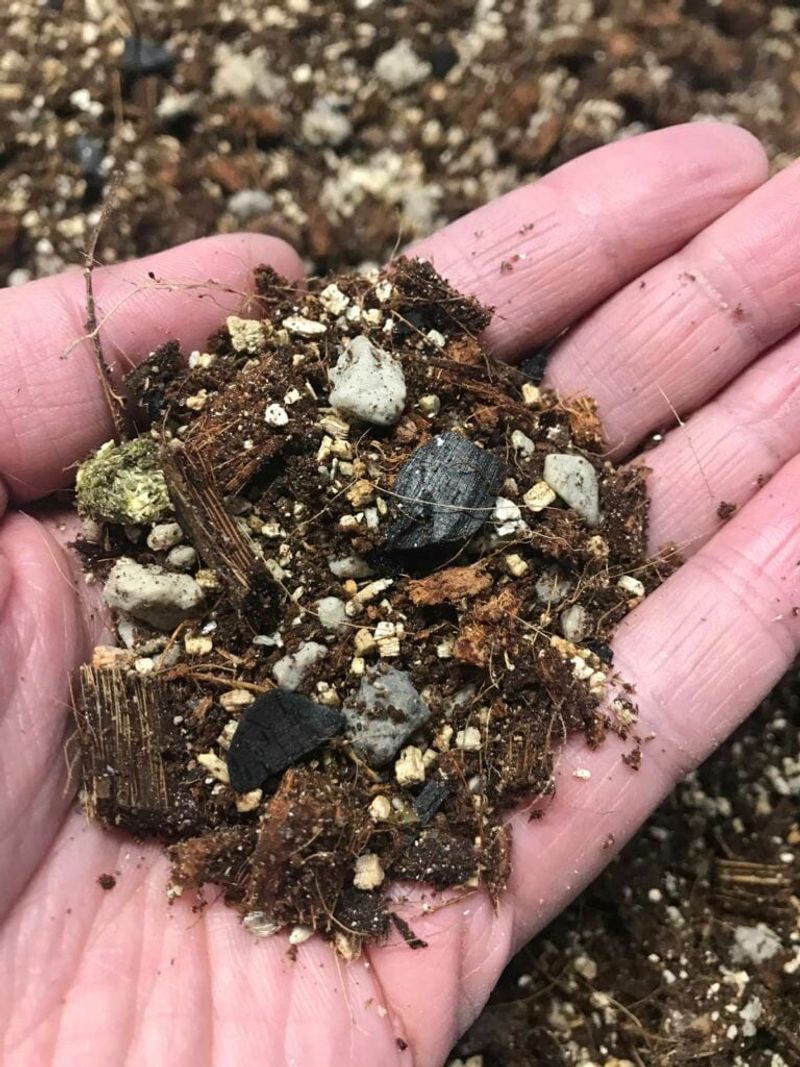 Holiday cacti need moisture, but not soggy roots