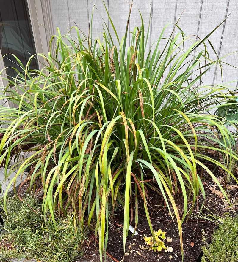 Choose culinary lemongrass, not a citronella look-alike