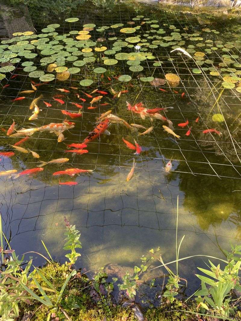 Protect koi with exclusion, not improvisation
