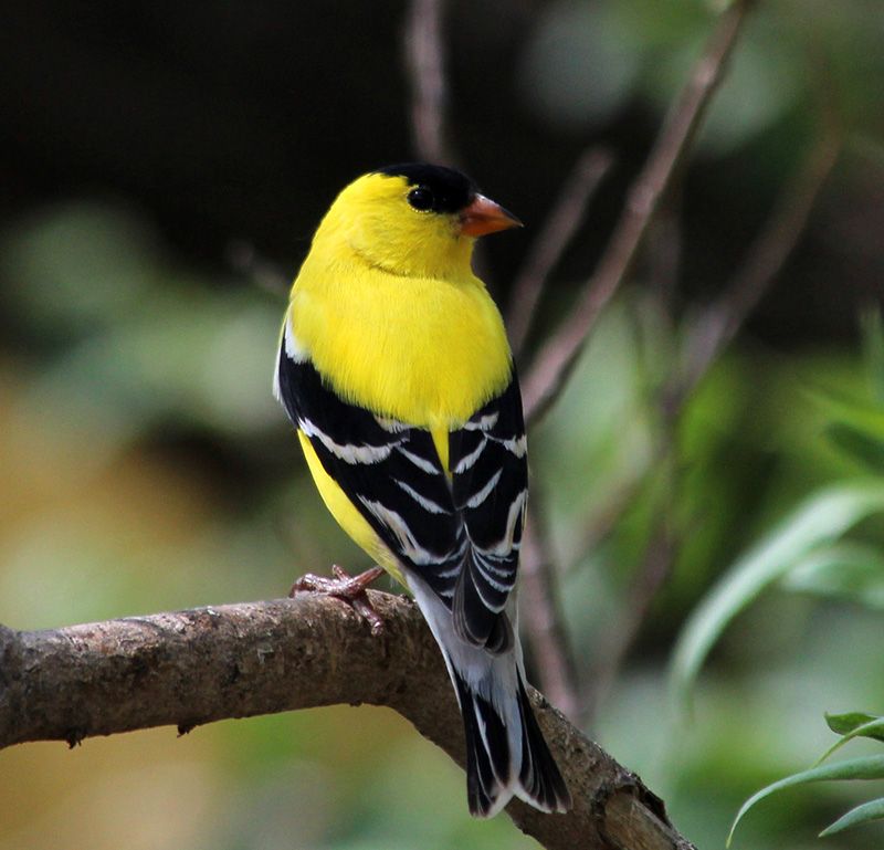 American Goldfinch