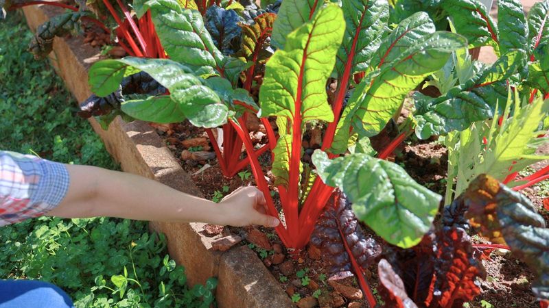 Swiss Chard
