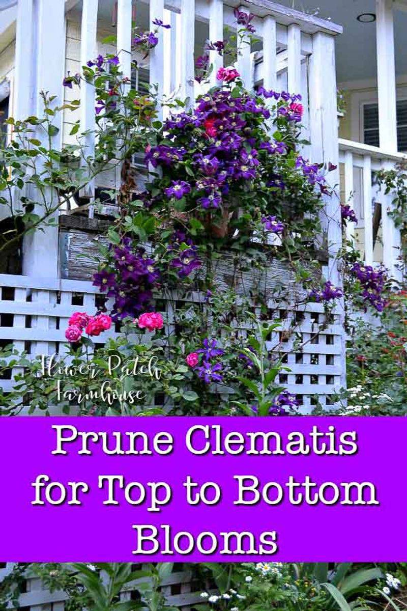 A hard cut can cost blooms—but it is not the only reason clematis fails to flower