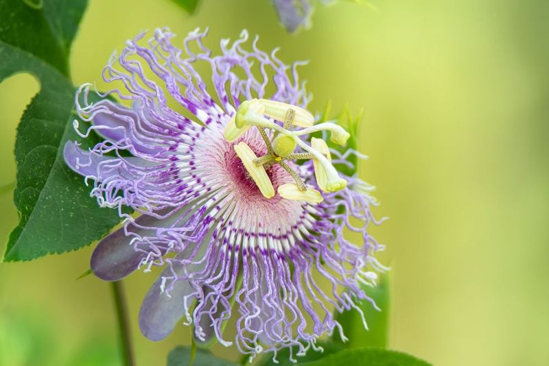 Purple Passionflower (Passiflora incarnata)