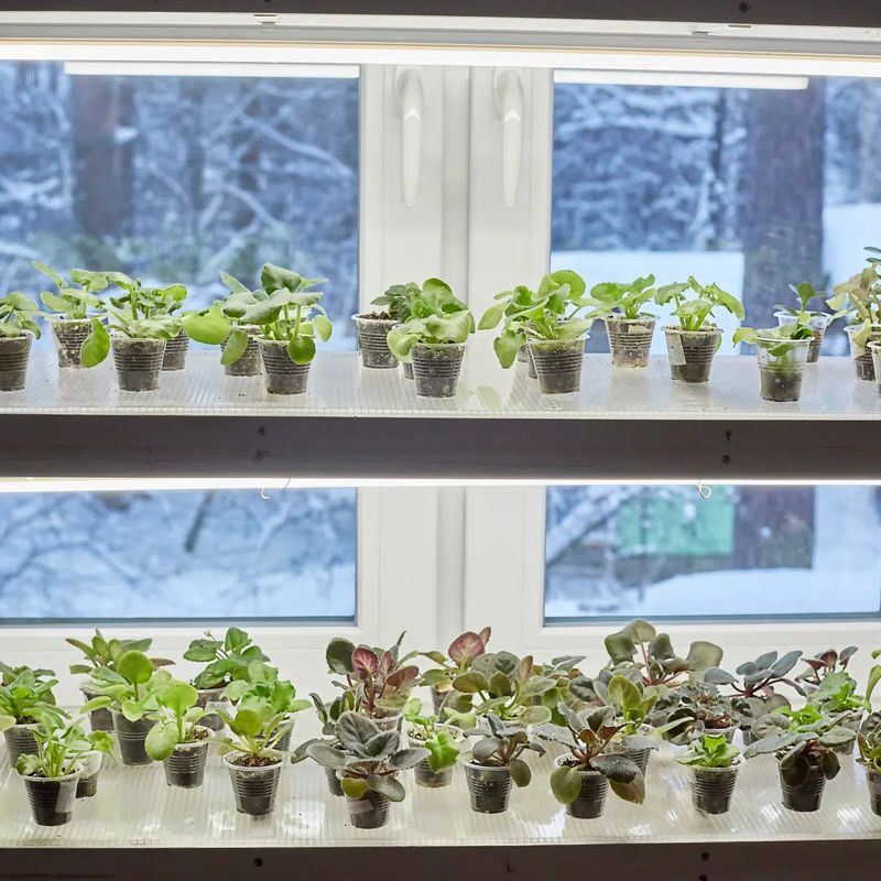 Add a Grow Light on Gray Days